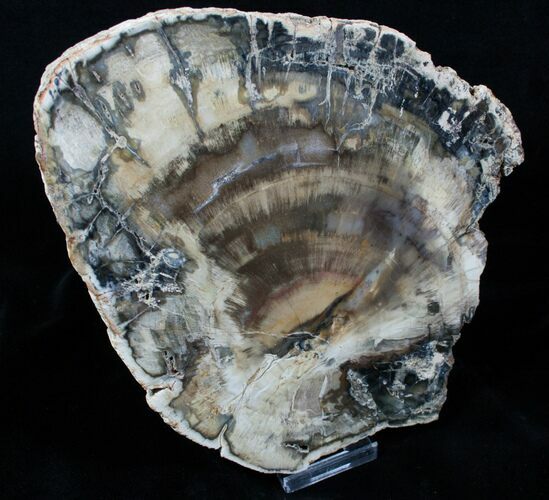 Beautiful Inch Araucaria Petrified Wood Slab #3951